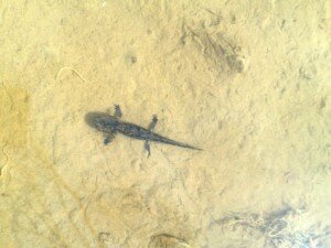 Tritón hallado junto km31 (solo viven en aguas muy puras)