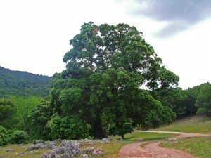 Grandes encinas presencian asombradas el paso de l@s corricolaris