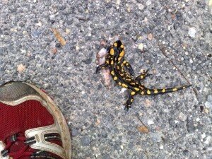 Un Tritón adulto!!... Que sorpresa!!