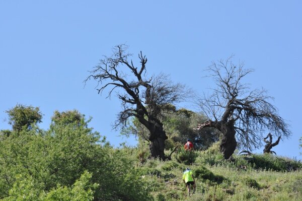 ANIMAL TRAIL 2010 Blog2árboles